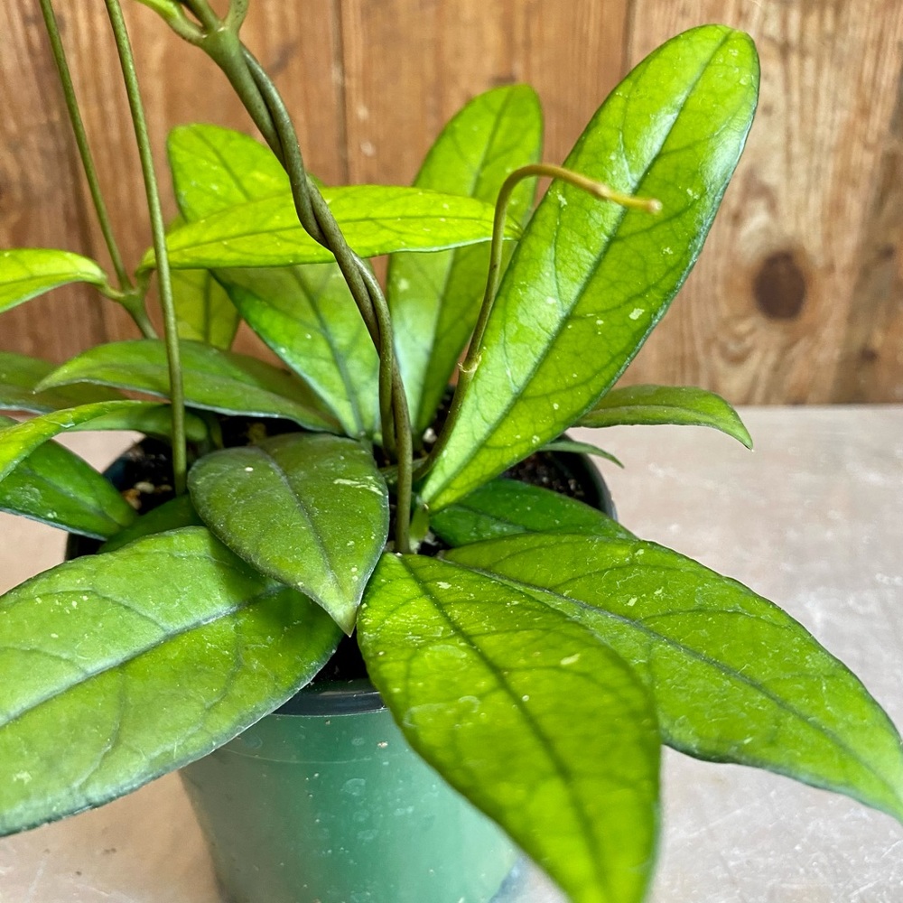 Hoya crassipetiolata -Wax Plant -Full plant 4” pot